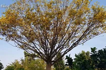 "Thần mai" được đại gia Bến Tre bỏ 30 tỷ săn lùng: Loại siêu quý hiếm? 