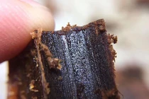 Tận mục loại gỗ ở VN đắt ngang kim cương, quý nhất thế giới