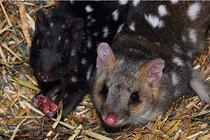 Kinh ngạc loài vật ân ái suốt 14 giờ, "xong chuyện" lăn ra ...chết