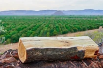 Sửng sốt loại gỗ đắt nhất nhì thế giới mọc đầy ở Việt Nam 