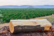 Sửng sốt loại gỗ đắt nhất nhì thế giới mọc đầy ở Việt Nam 