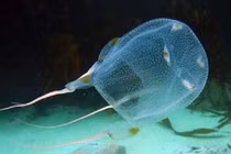 Loài sứa ác mộng nhất đại dương: Nọc độc rắn hổ mang chưa là gì! 