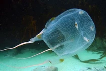 Loài sứa ác mộng nhất đại dương: Nọc độc rắn hổ mang chưa là gì! 