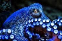 Sinh vật kỳ lạ nhất thế giới, “biến hình” liên tục vì… mơ ngủ