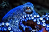 Sinh vật kỳ lạ nhất thế giới, “biến hình” liên tục vì… mơ ngủ