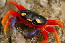 Những loài cua quái đản nhất: Giỏi trèo cây, càng lông lá như đười ươi 