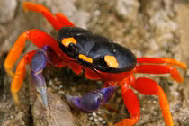 Những loài cua quái đản nhất: Giỏi trèo cây, càng lông lá như đười ươi 