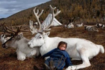 Bộ tộc du mục cùng tuần lộc cuối cùng còn xót lại trên thế giới