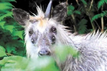 Sơn dương bốn mắt xuất hiện ở vùng núi Nhật Bản gây hoang mang