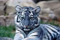 Huyền bí loài hổ xanh lộ diện ở châu Á: Việt Nam cũng có? 