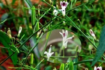 Xuyên tâm liên điều trị COVID-19: Vùng nào Việt Nam trồng nhiều nhất?