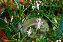 Xuyên tâm liên điều trị COVID-19: Vùng nào Việt Nam trồng nhiều nhất?