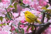 Tuổi Tuất sinh ngày Âm này vượng vận quý nhân, năm 2022 đón niềm vui mới 