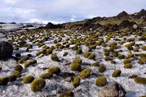 Khoa học không lý giải tại sao những quả bóng rêu lại di chuyển