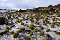 Khoa học không lý giải tại sao những quả bóng rêu lại di chuyển