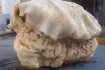 Vô tình nhặt vật lạ, vớ bẫm “thần dược” Tần Thủy Hoàng ráo riết săn 