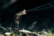 Vì sao rắn có thể tấn công con mồi trong bóng tối?