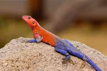 Bất ngờ với thằn lằn “siêu nhân” và những loài bò sát lạ nhất thế giới