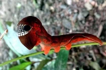 Chết khiếp loài sâu bướm hình sọ người cực hiếm ở Australia