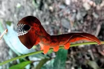 Chết khiếp loài sâu bướm hình sọ người cực hiếm ở Australia