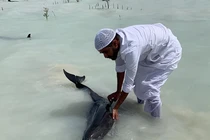 Giải cứu đàn cá heo bỗng dưng mắc cạn trên... cát