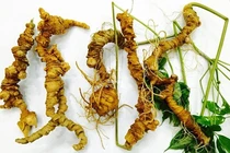 Vườn sâm Ngọc Linh Quang Nam quý hiếm sao được đào hầm chông bảo vệ