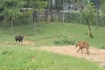 Video: Quay lại đối đầu hổ dữ, bò đực nhận ngay cái kết thảm