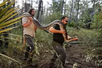 Trăn khổng lồ hoành hành ở Florida, chính quyền “cầu cứu” người dân