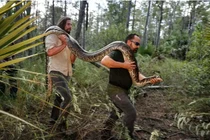 Trăn khổng lồ hoành hành ở Florida, chính quyền “cầu cứu” người dân