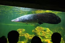 Hoang mang quái vật sông Amazon bỗng dưng chết kỳ lạ ở Mỹ