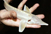 Sinh vật biển đắt nhất thế giới, bình thường chỉ thấy trên phim ảnh