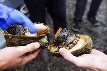 Sự thật về bào ngư, “bát trân” dành cho vua chúa thời xưa