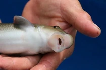 Giá trị của Anh Vũ, loại cá tiến vua đắt nhất Việt Nam