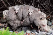 Đây là những bà mẹ yêu con nhất trong thế giới động vật