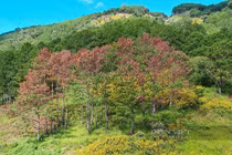 67 cây thông ba lá bị "tàn sát” ở Lâm Đồng: Quý hiếm sao? 