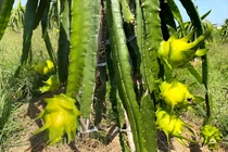 Ngày bán 2 tấn thanh long vàng: Hàng ngoại ế, đồ Việt cháy sạp 