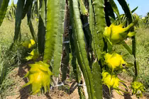 Ngày bán 2 tấn thanh long vàng: Hàng ngoại ế, đồ Việt cháy sạp 