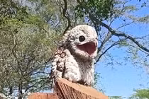 “Chim ma” như tượng gỗ xuất hiện khiến con người khiếp sợ