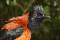 Hoảng hồn loài chim duy nhất có thể giết người bằng một cái ...vuốt