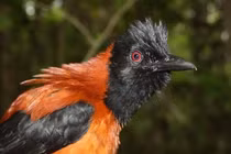 Hoảng hồn loài chim duy nhất có thể giết người bằng một cái ...vuốt