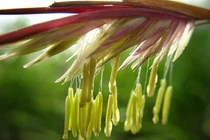 Kinh ngạc những loài cây muốn ra hoa phải "đợi cả đời người"