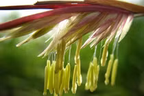 Kinh ngạc những loài cây muốn ra hoa phải "đợi cả đời người"