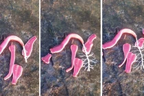 Kinh hãi loài “sinh vật ngoài hành tinh” có khả năng tự nhân bản 