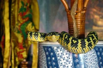 “Sởn da gà” ngôi đền rắn độc bò ngang nhiên trên đầu du khách