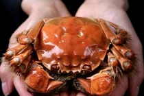 Cua lông ở Trung Quốc siêu đắt, về Việt Nam giá bình dân?