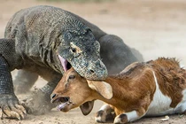 Rồng Komodo đã từng tấn công và... ăn thịt người