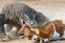 Rồng Komodo đã từng tấn công và... ăn thịt người