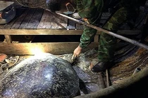 Rùa 120 kg sa lưới ở Quảng Bình: Hiếm sao thả ngay về biển Đông? 
