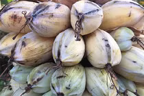 Kinh ngạc loại chuối không chịu "đẻ con", khắp thân là thuốc hiếm nhất VN 