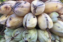 Kinh ngạc loại chuối không chịu "đẻ con", khắp thân là thuốc hiếm nhất VN 